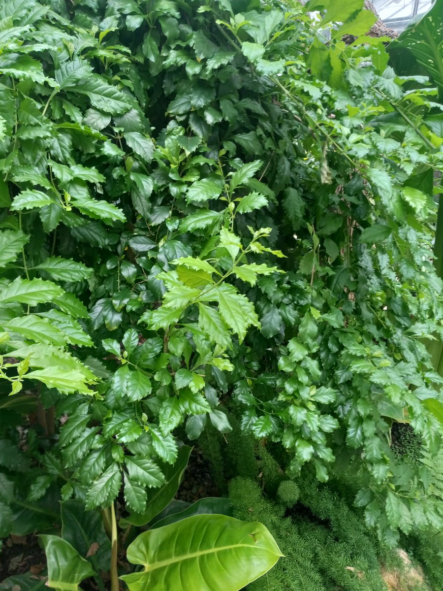 ginbluelady's tweet image. I found the oasis.
Don't forget to be in #nature and see lots of #green whenever you can.

I think that is what life is about.
It is the most meaningful thing to do.
#reason #meaning #life
#canada