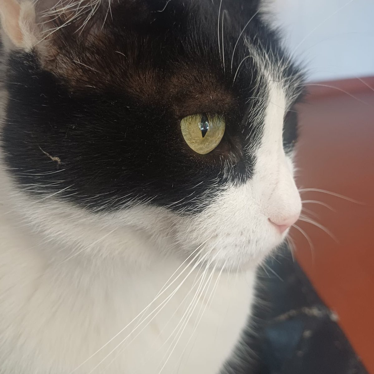Mi gato Dinamita 🐦 tweet media