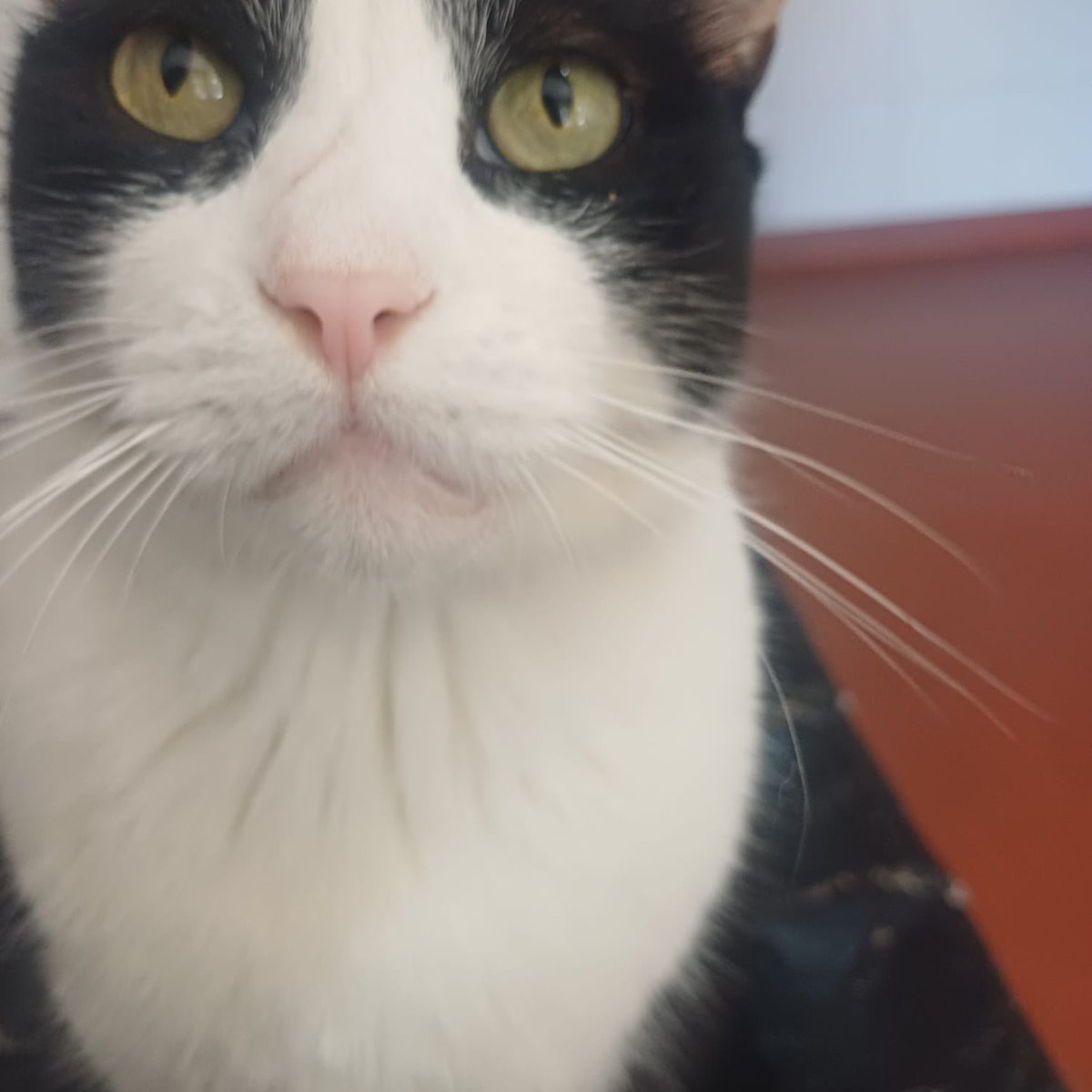 Mi gato Dinamita 🐦 tweet media