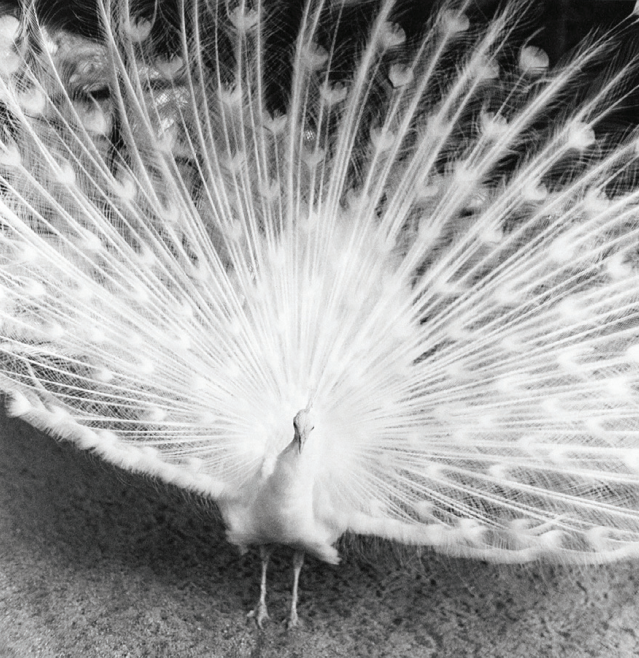 MarinFavre's tweet image. .

Asako Narahashi          from Nu-e, 1994

.