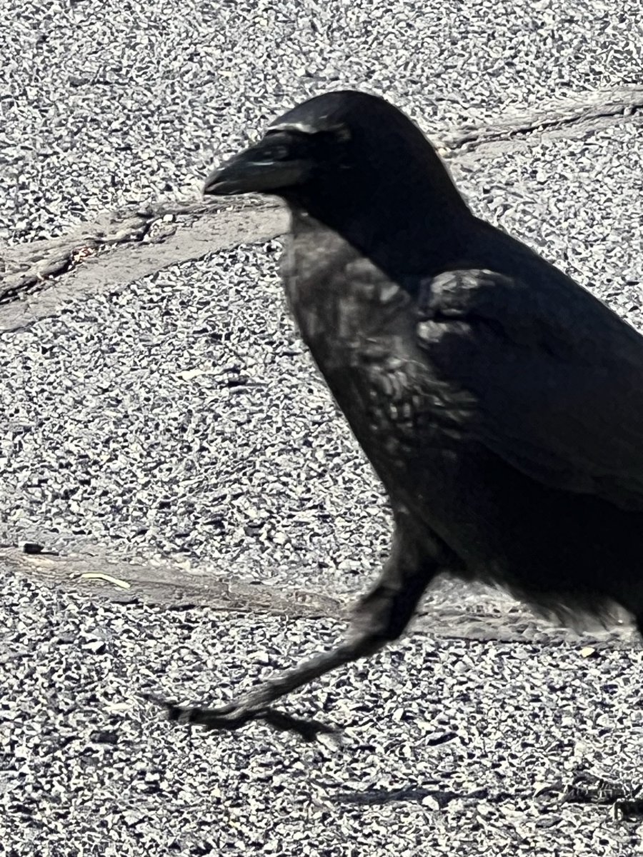 Alfred the Crow tweet media