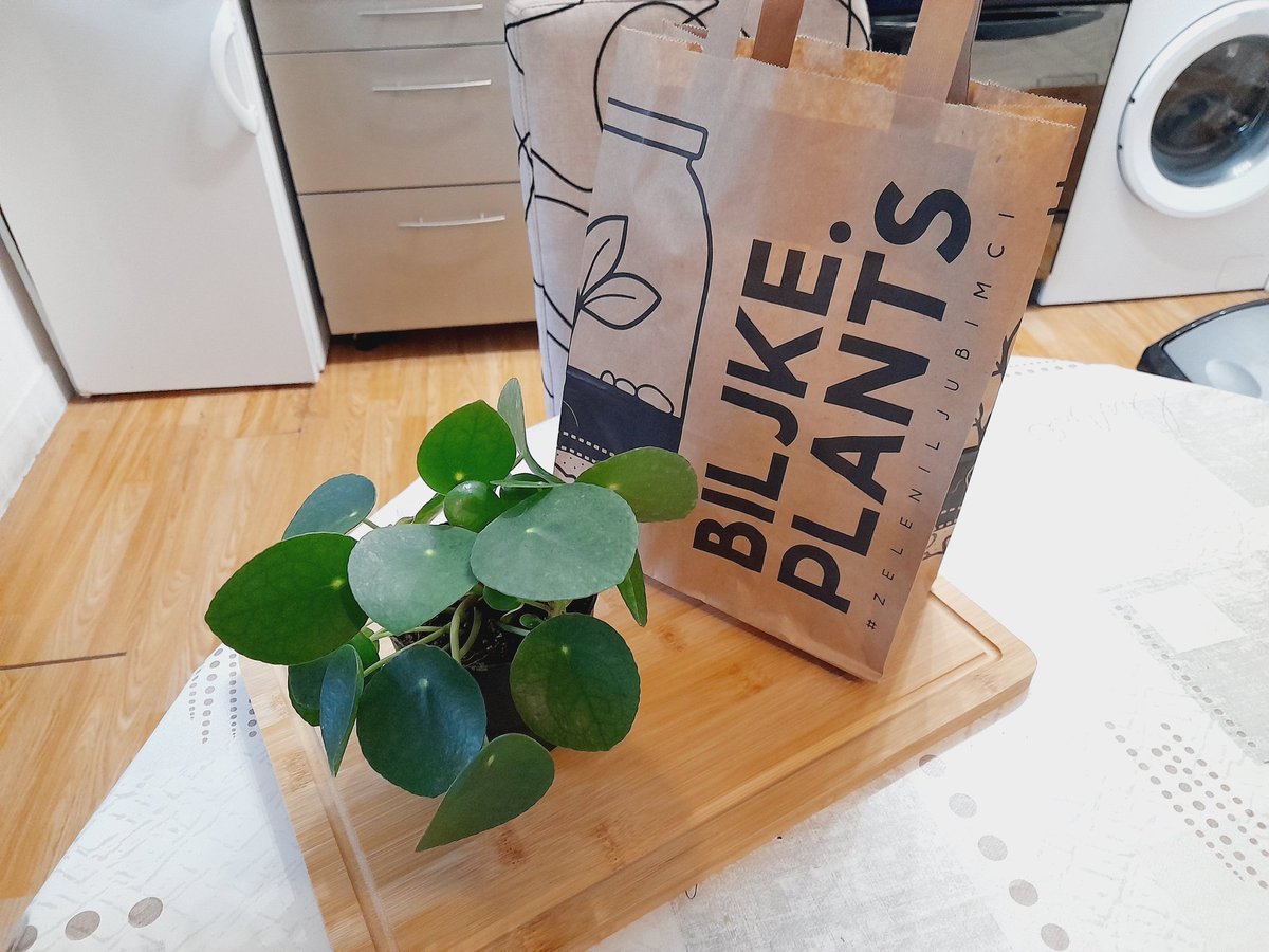 TannyFitzgerald's tweet image. Btw. stigao nam je Kineski dolar iz Biljke.Plants...uz 3 crasule ovate ima da budem Rockefeller...😂💰💶💰 #plantpower #plantlower