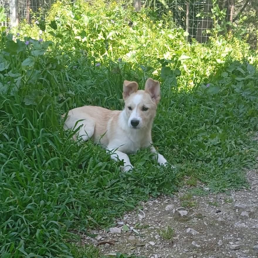 DONA Di Iasio tweet media