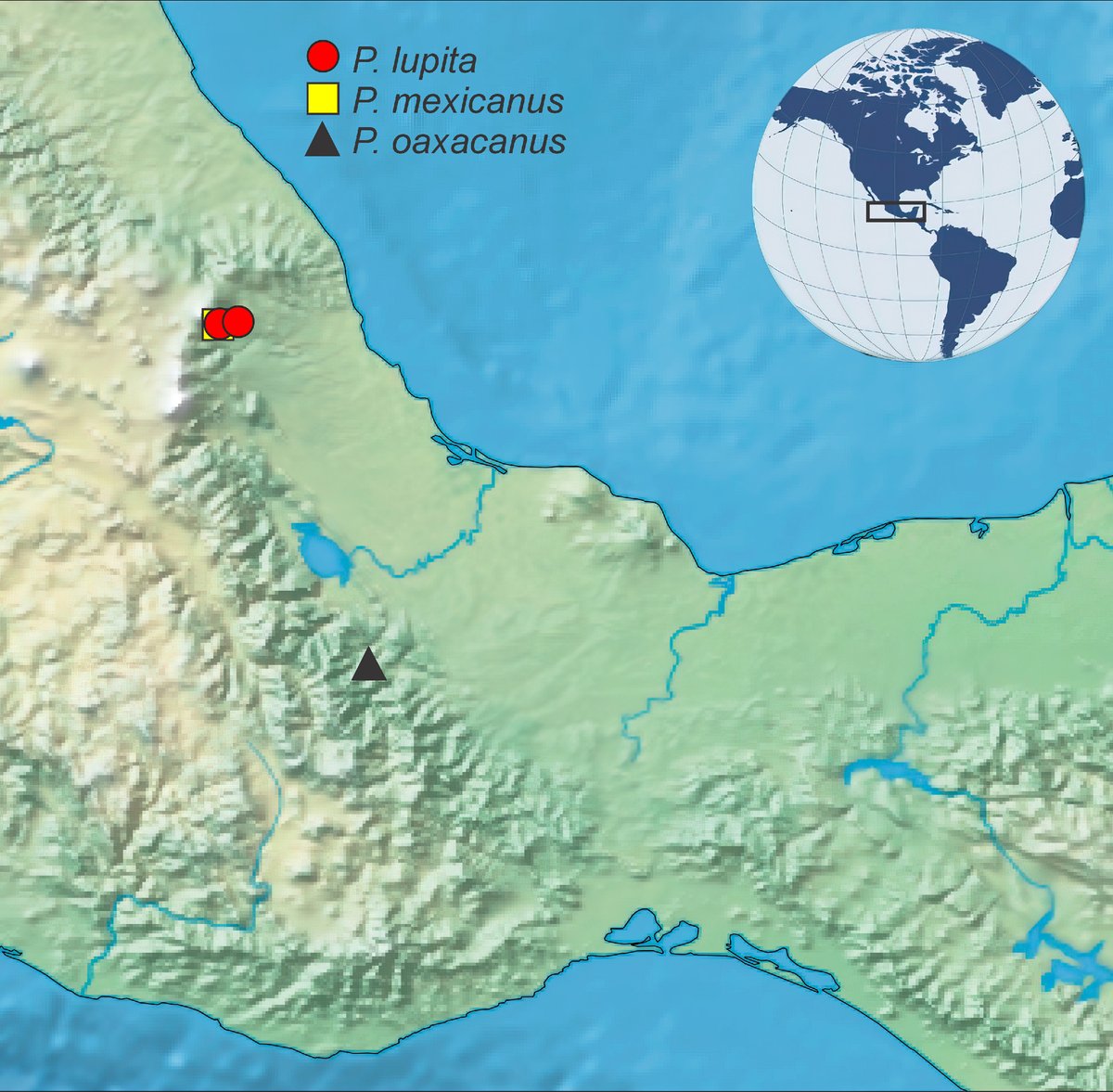 RevMexBio's tweet photo. El género Psephenops tiene 15 especies descritas de escarabajos acuáticos. Se reporta el 1er registro de Psephenops oaxacanus para México, teniendo ahora 3 especies documentadas para el país
Lee más:
https://t.co/kVrR13emIp
Visita la página de la revista: https://t.co/n1esu0oQqu https://t.co/tZHQzs8j6j