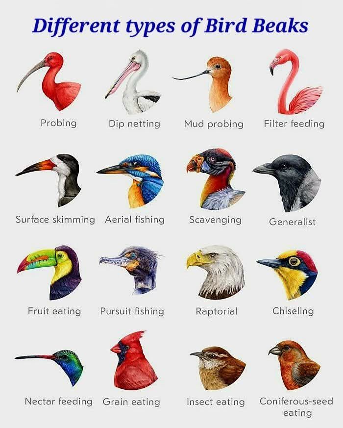 Birds Colour 🕊️ tweet media