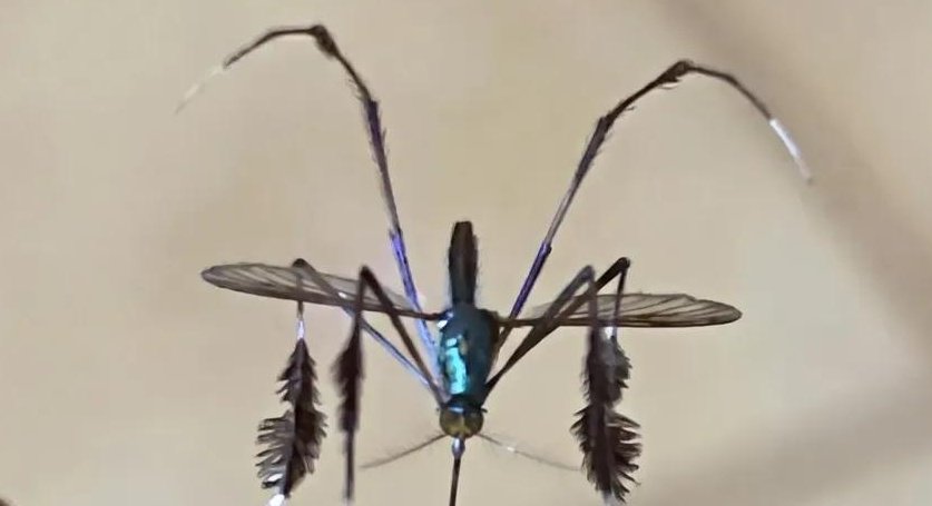 Bræzy_möē tweet media