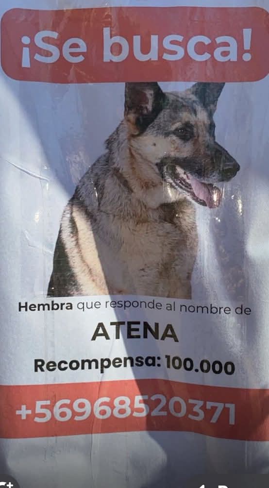 Brenda Etchegaray tweet media