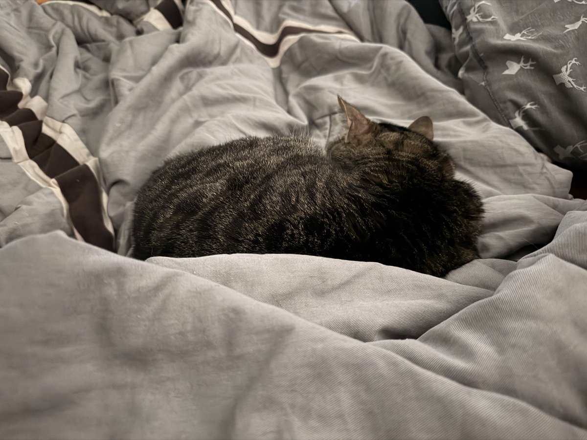 Momiji Yoru 🌸🎮 tweet media