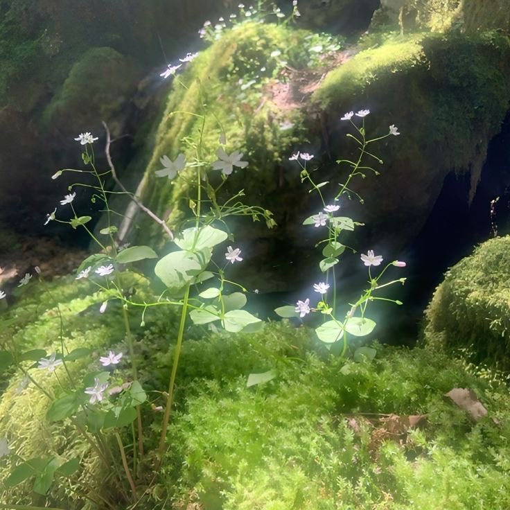 elyfae ୭ tweet media