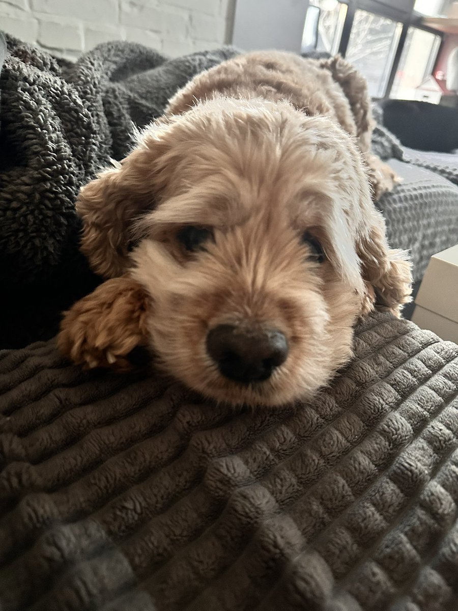 ФОП Alexis Polux tweet media