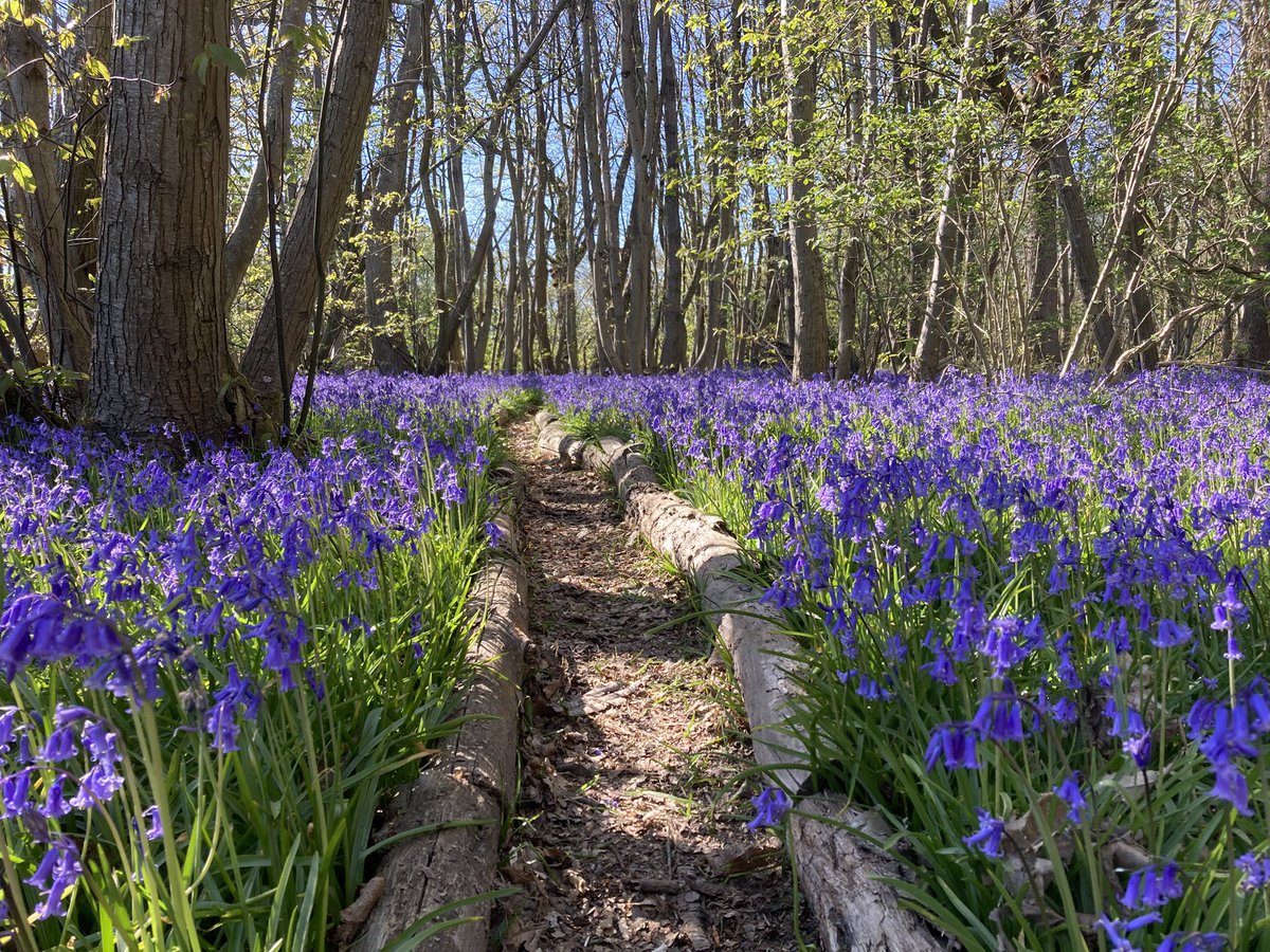 The English Oak Project tweet media