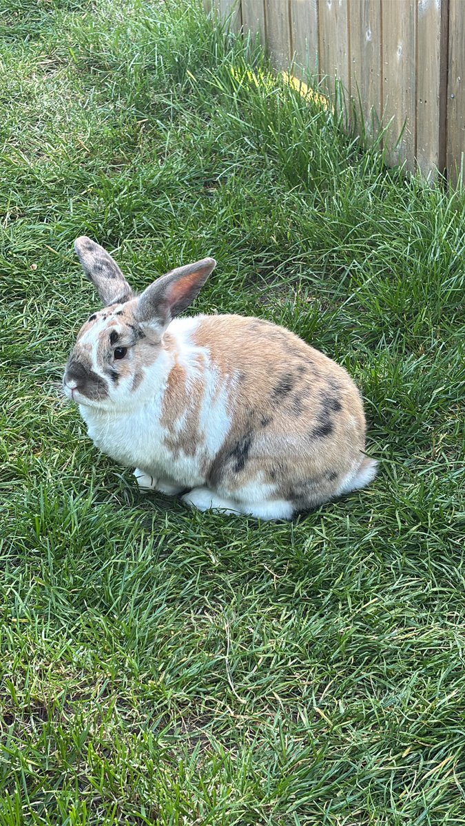 robyn 👱🏻‍♀️& paddy 🐰 tweet media