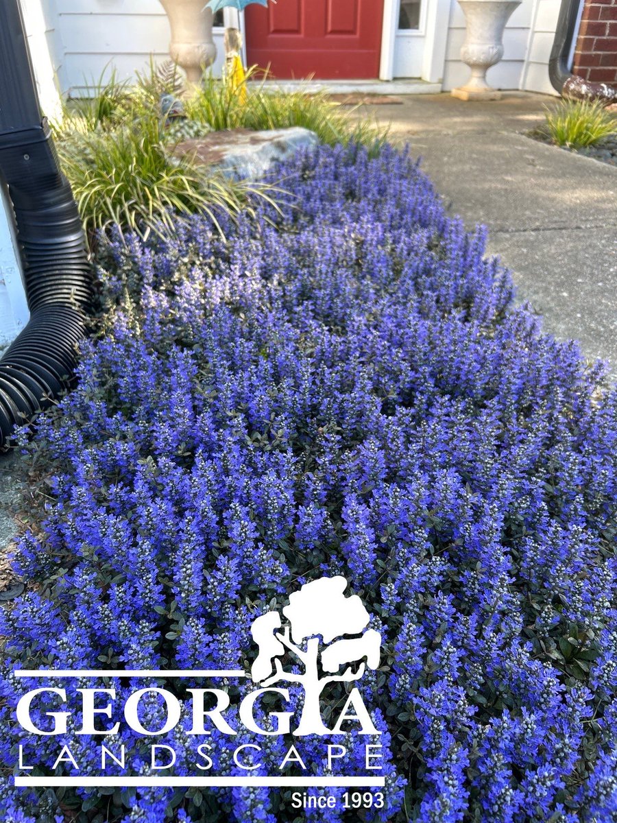 Georgia Landscape tweet media