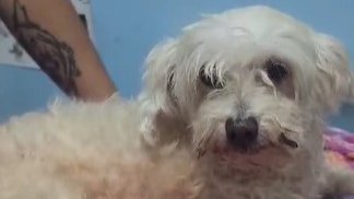 #Atención| Un taxista arrolló a una perrita en Dosquebradas, la abandonó herida y huyó sin prestarle ayuda, generando indignación y un fuerte llamado a la responsabilidad de los conductores.