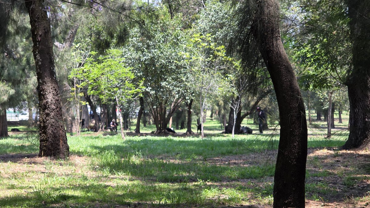 victormgbaeza's tweet image. @AlcaldiaMHmx ahora se porque la gente prefiere correr sobre Masarik en lugar de en el bosque de #Chapultepec pues ahora aparentemente es para pasear perros. No se supone que les pagan para pasearlos, cansarlos y ejercitarlos?