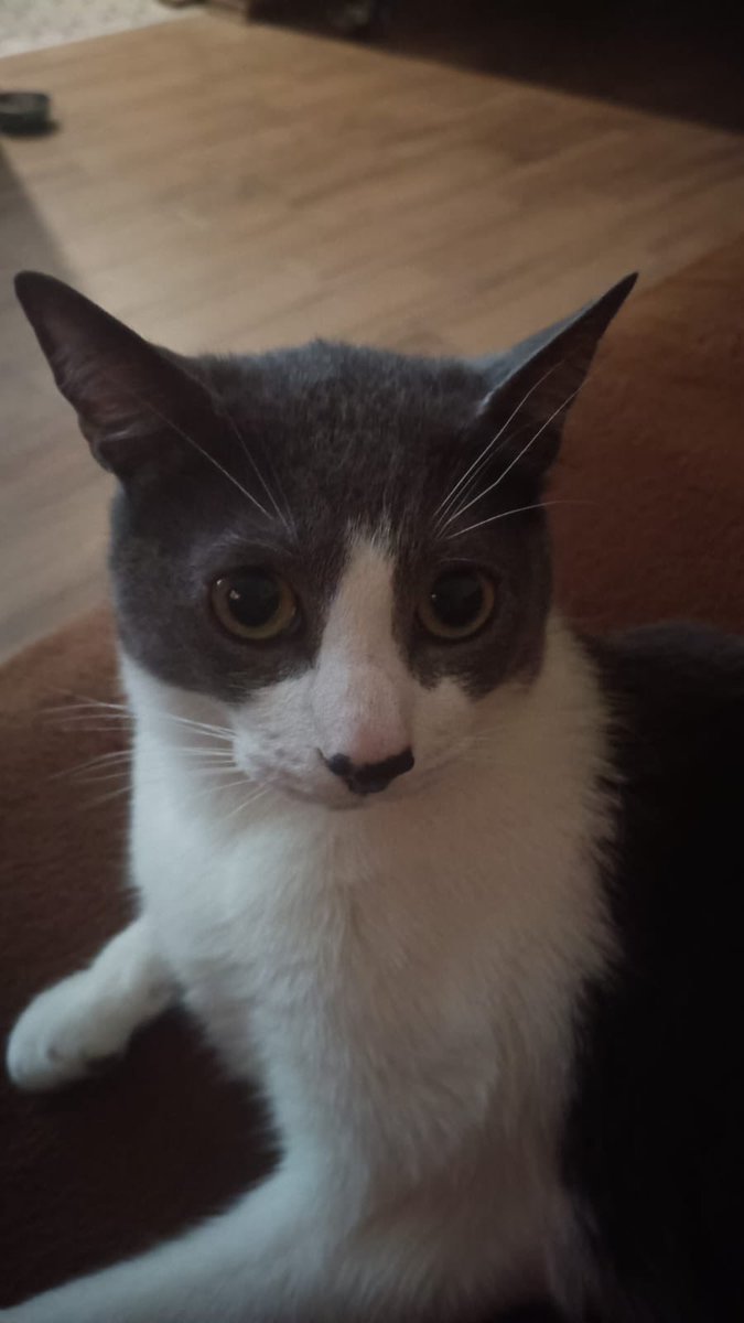adcerdi's tweet photo. El chat familiar está lleno de fotos como estas: https://t.co/RE442waVyJ