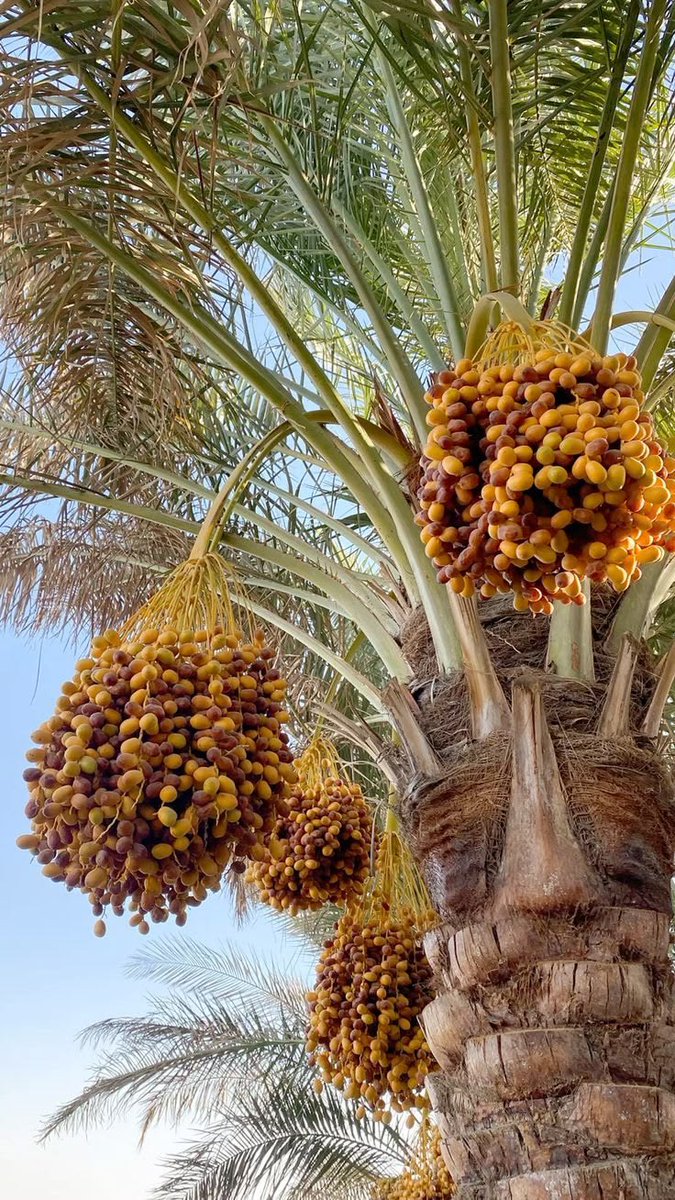 The tops tweet media