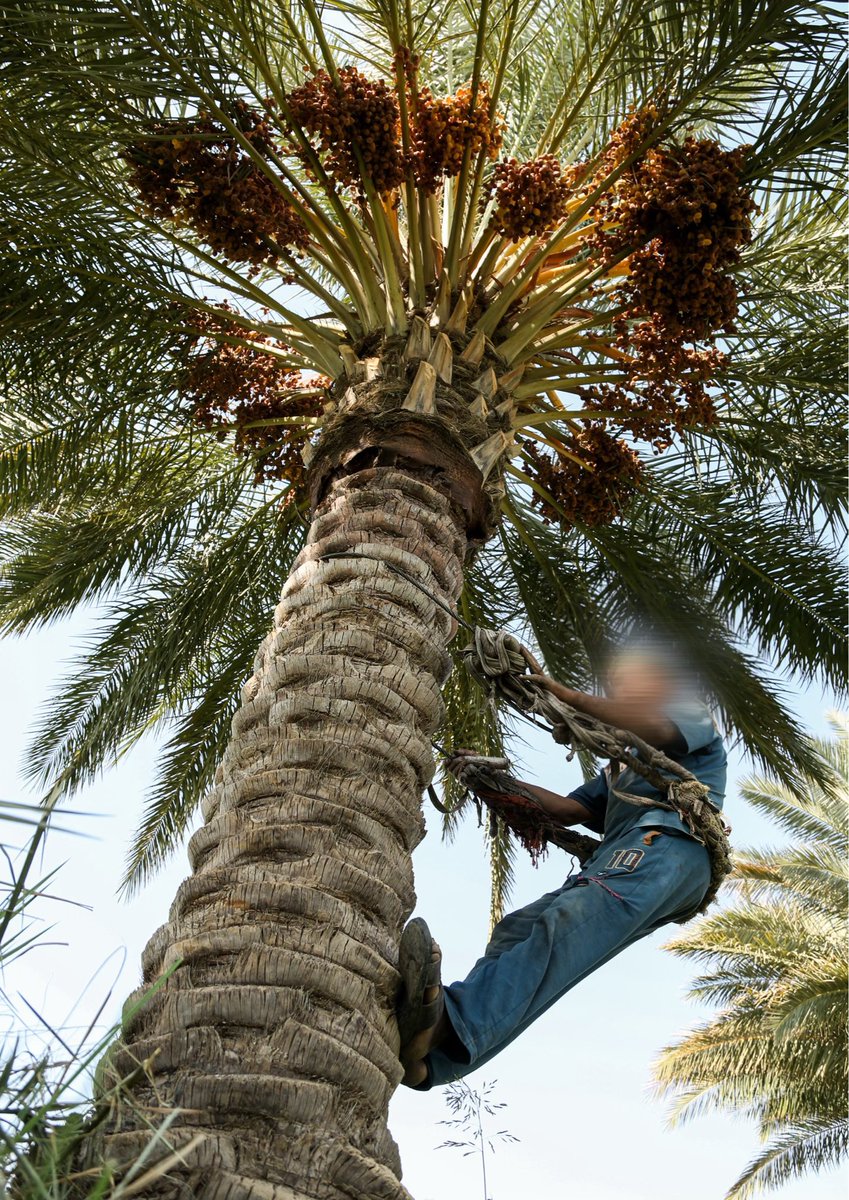 The tops tweet media