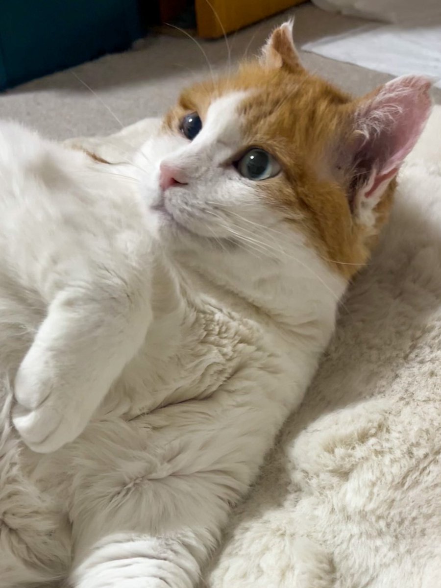 噛みつかれても、引っ掻かれても、ゲロされてもあなたが大好きなんですよ