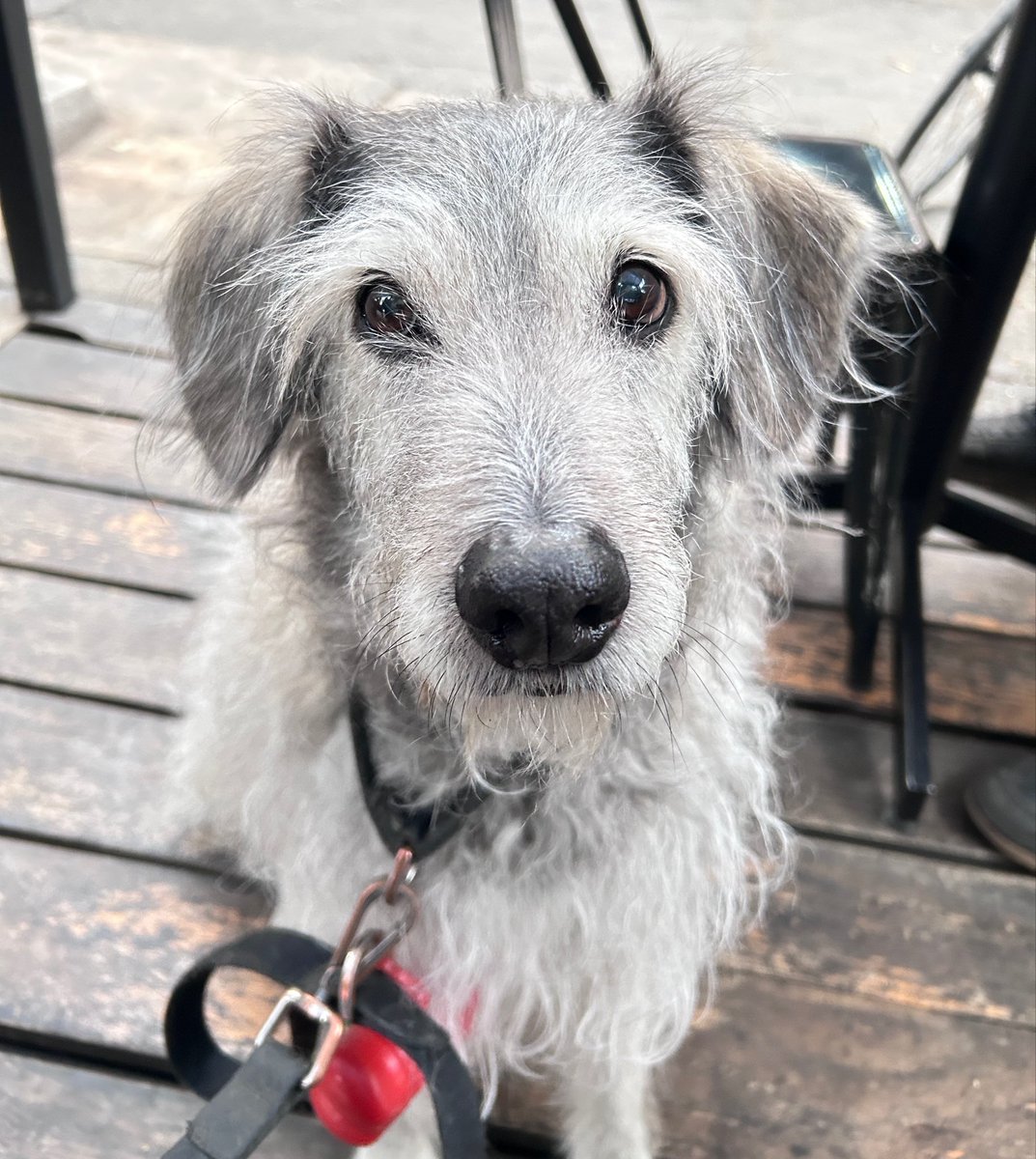 Tu Chacal Tatuado ☻ tweet media