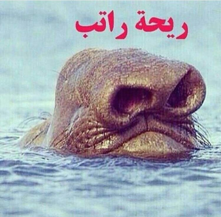 نيني tweet media