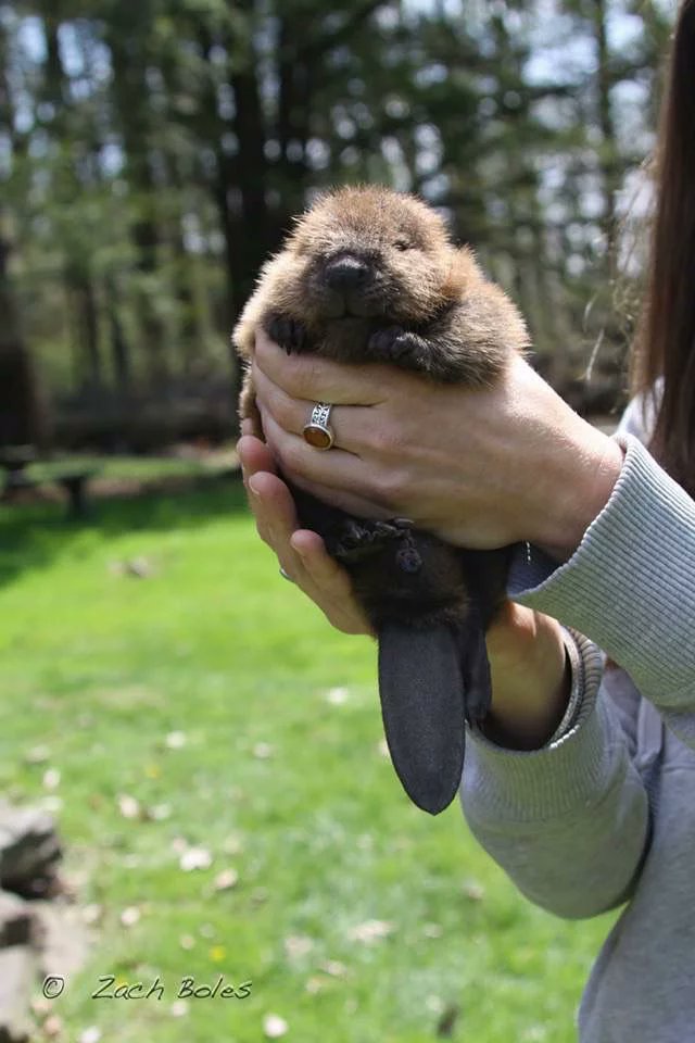 Kamil🦫 tweet media