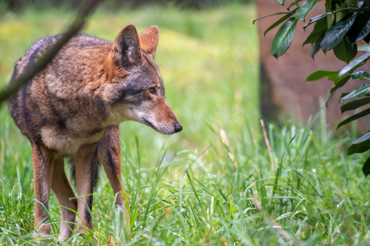 Wolf Haven International tweet media