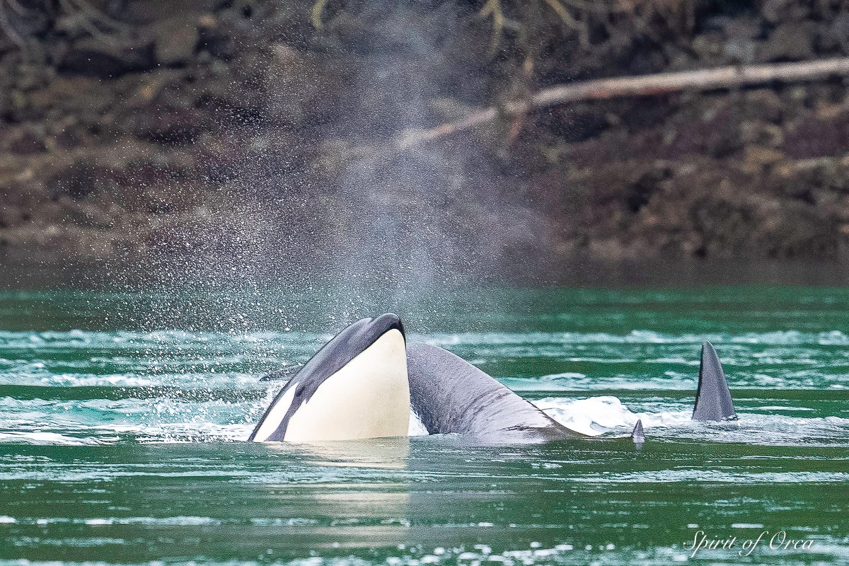 Pacific Whale Watch Association 🐳 tweet media