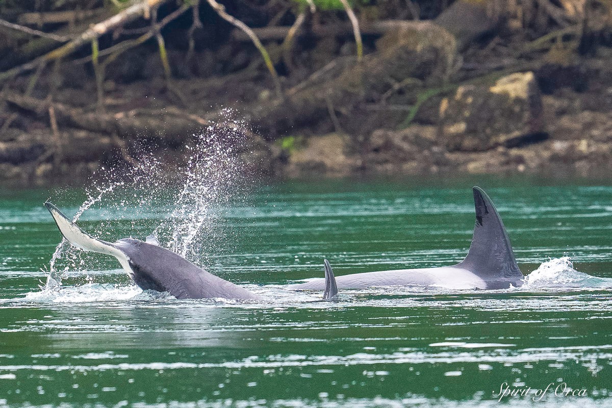 Pacific Whale Watch Association 🐳 tweet media