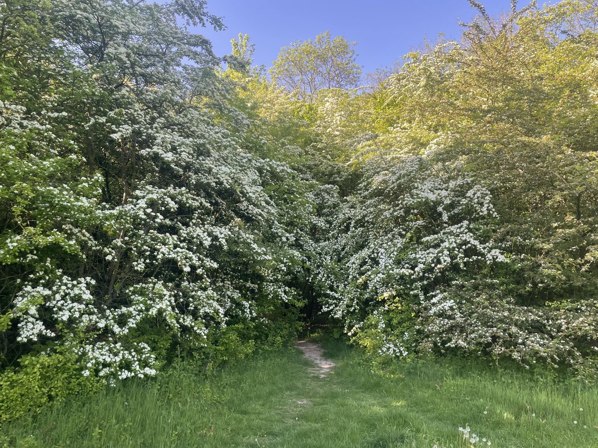 Zwitscherkasten's tweet photo. Vom Spaziergang mit Ziggy heute Nachmittag #Frühling #Hunde #Gassi https://t.co/1JS3CcMCwt