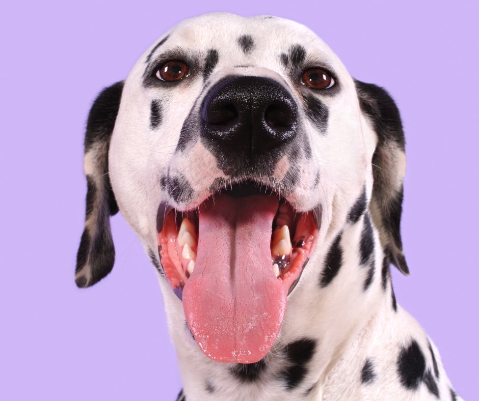 CircleBVet's tweet photo. Bad Breath Isn’t Just a Nuisance: Why April Is a Smart Time to Schedule Your Pet’s Dental Check

Click to read more 📲 https://t.co/3oMbmWAqqR

#CircleBVeterinaryHospital #Veterinarian #CircleB #KatyTX #AnimalHospital #PetLaserTherapy #PetSurgery #PetVaccinations #PetDiagnostics https://t.co/Y2ApWazuds