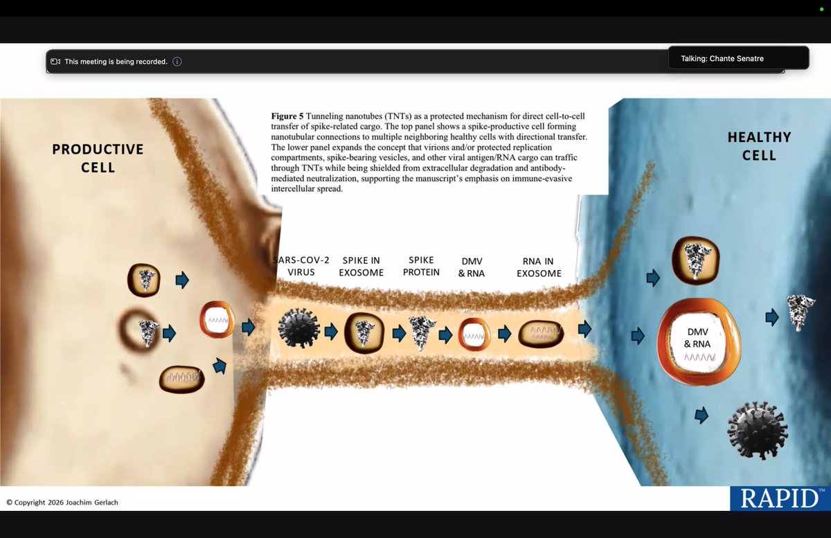 Rapid_ProjectUS's tweet image. How special is SARS-CoV-2?   Spike silently spreads  by hijacking bridges between infected and healthy cells (tunneling nanotubes)

#LongCovid
#Spike
#Solutions

@KMilhoanMDPhD 
@BretWeinstein 
@delbigtree 
@jeffreytucker