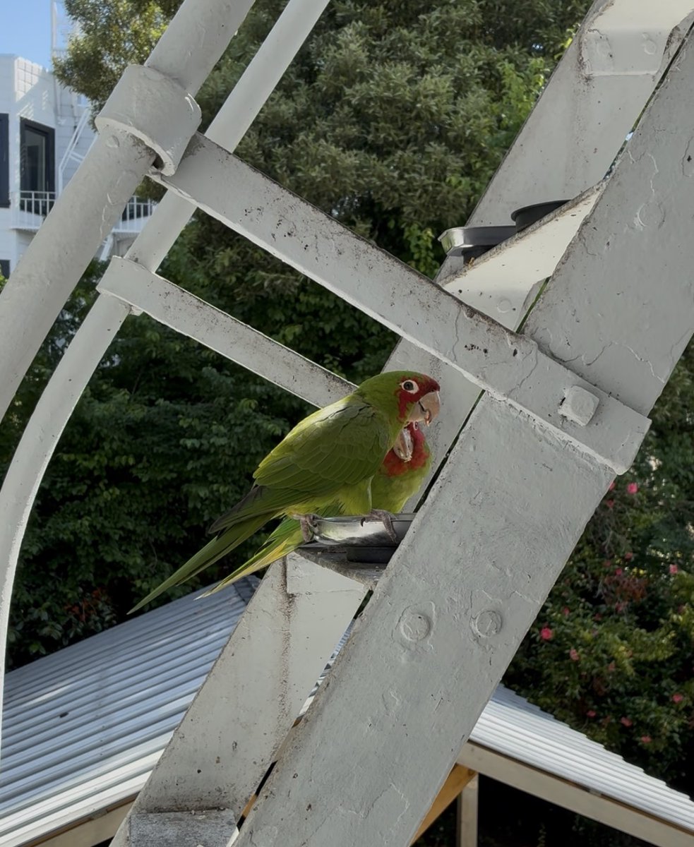 sha_zng's tweet photo. i met the woman who takes care of the wild parrots in sf 

her home is filled with photos of them, close up shots, their heads tilted to the side, looking directly at the camera. she knows their routines, where they are in the city depending on the time of day. they all have names. she knows who is partnered with who. they bring her their children in the summer, when they are nesting. she feed them apples and raw sunflower seeds and walnuts. i watched one eat an apple out of her hand. his name is romeo. he brought his son with him. apparently romeo is looking for his fourth wife now.