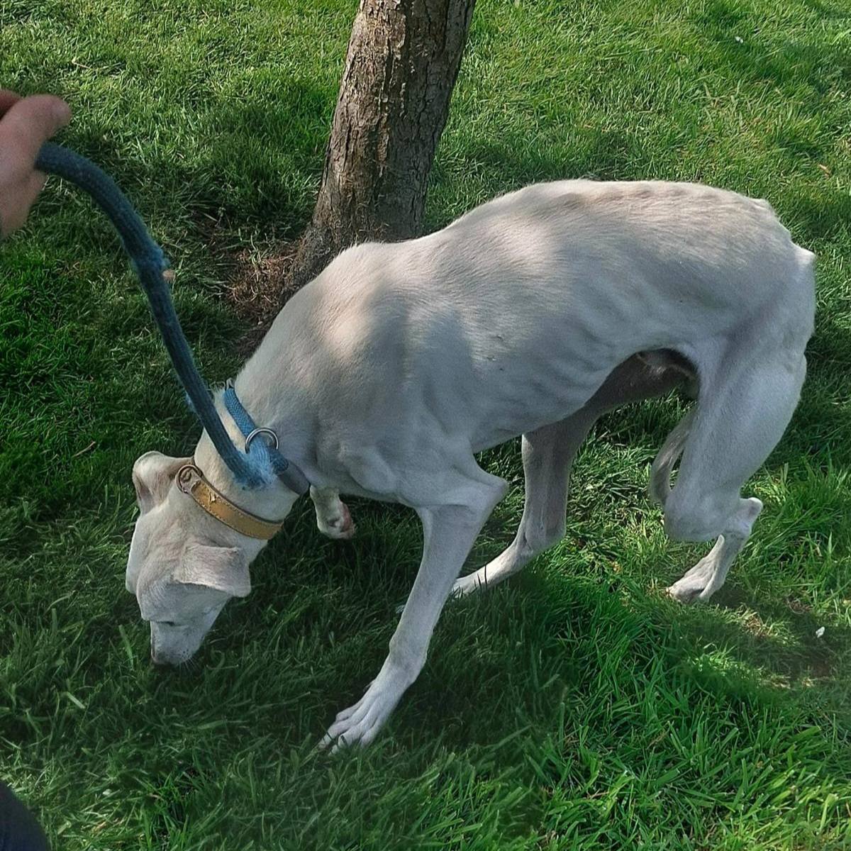 Animal Adoptions UK 🐕‍🦺🐈🐎❤️ tweet media