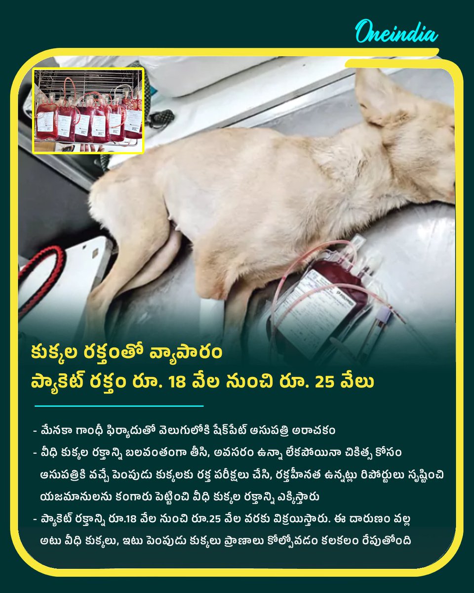 oneindiatelugu's tweet image. షేక్‌పేట్‌లో డాగ్ బ్లడ్ స్కామ్

వీధి కుక్కల రక్తాన్ని బలవంతంగా తీసి, పెంపుడు కుక్కల యజమానులను భయపెట్టి వేల రూపాయలకు విక్రయిస్తున్న ఆసుపత్రి దందా వెలుగులోకి వచ్చింది.!

#Hyderabad #Sheikpet #Dogs #BloodScam #NewsUpdate #OITelugu