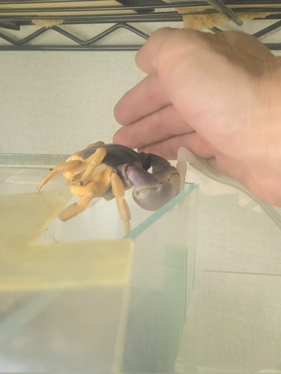 licoyas (リコヤス) tweet media