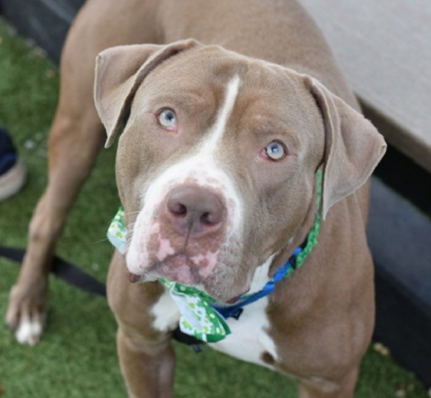 Morgan Fairchild's Dogs tweet media