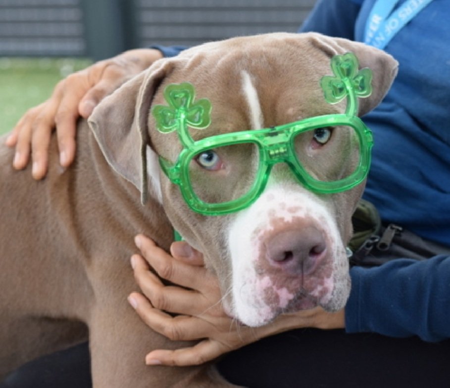 Morgan Fairchild's Dogs tweet media