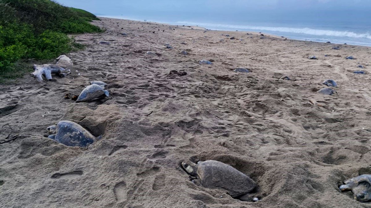 AhoraOaxacaa's tweet image. #AhoraOaxaca l 📰 𝐄𝐬 𝐀𝐡𝐨𝐫𝐚, 𝐞𝐬 𝐎𝐚𝐱𝐚𝐜𝐚

🐢🌊 Reciben playas de Oaxaca a miles de tortugas golfinas en temporada de anidación

|#Oaxaca | #anidación| #tortugas

Nota aquí ⬇️

ahoraoaxaca.com/oaxaca/reciben…
