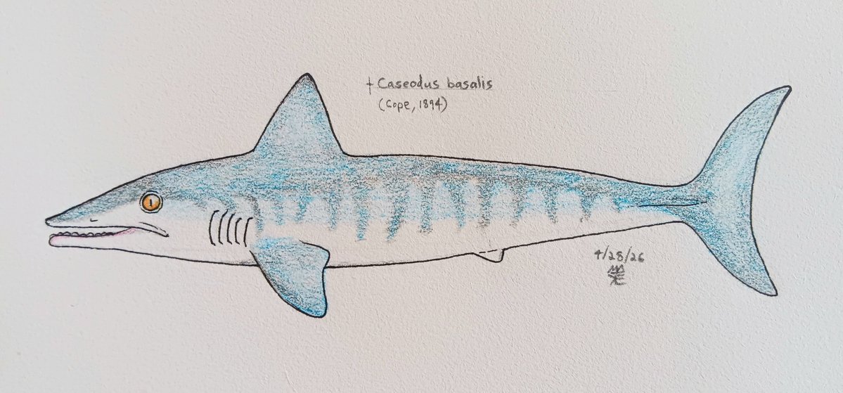 Sketch of Caseodus; a small, pelagic eugeneodont.