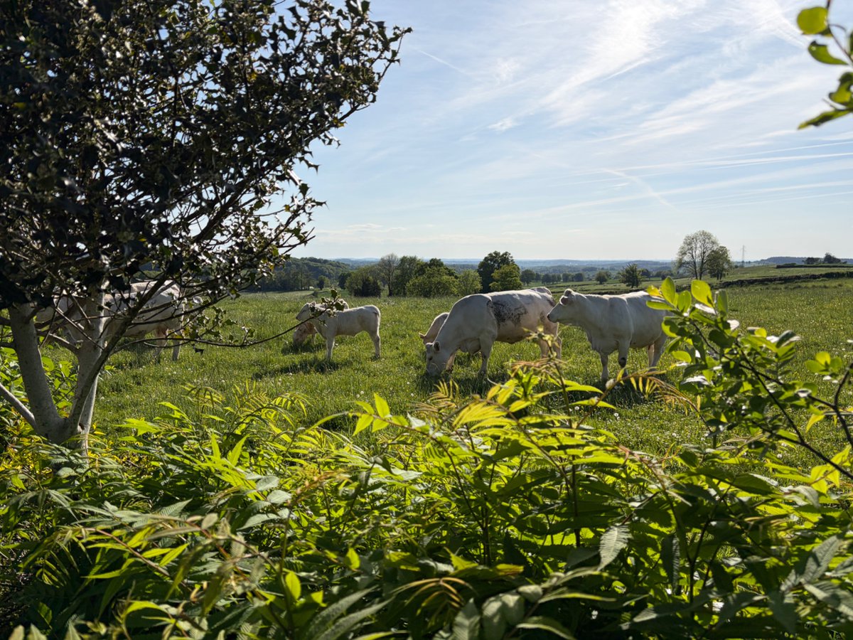 osteobiophd's tweet photo. ‘May holiday’ - a Dutch school holiday - with my wife and son in France. Camping literally in someone’s garden on a hilltop, surrounded by nothing but nature, cows, birds and crickets. A camping site with just seven huge pitches, a shed filled with books and games, and nothing else. While eating meat of course. Bliss 💚