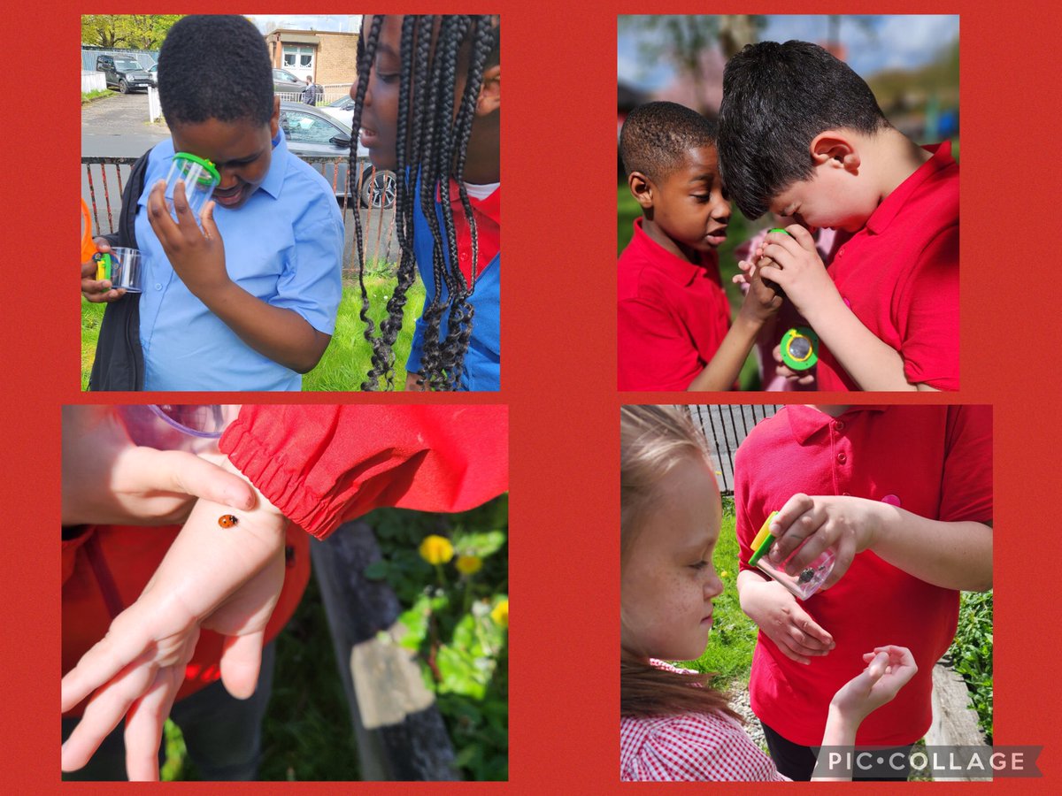 StMarysSTEM's tweet photo. Our Forest Schools group did a mini-beast hunt and identification session. We managed to find 3 different types of bee in our school grounds! The children were really careful when returning the insects to where they found them. @stmarysmaryhill @DearWild https://t.co/6EwLObGDsQ