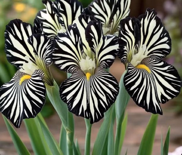 Elle Lookbook tweet media