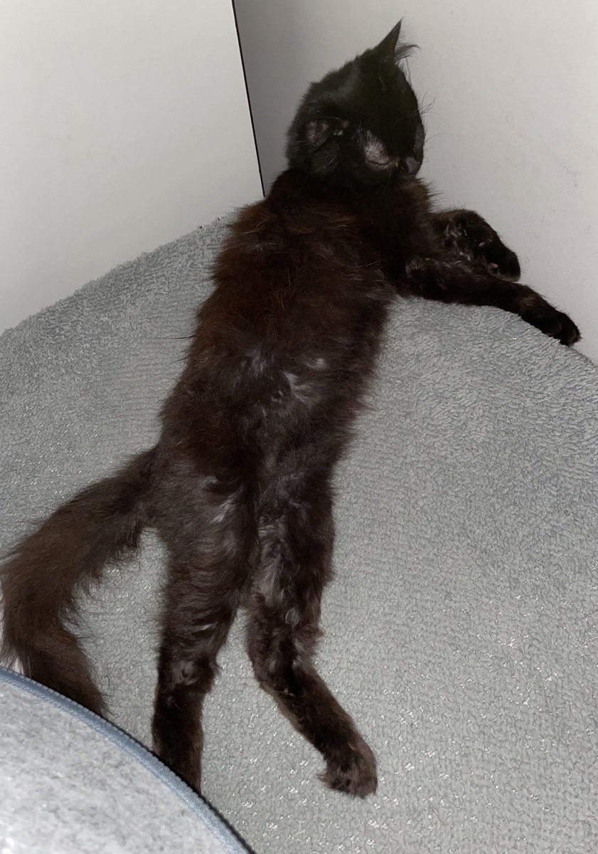 ©️Mischief & Mayhem! Hannah’s fur family 🥰 tweet media