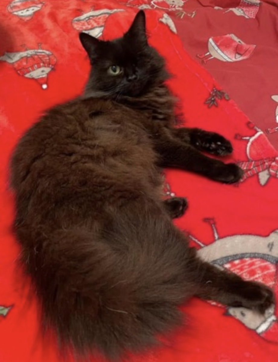 ©️Mischief & Mayhem! Hannah’s fur family 🥰 tweet media