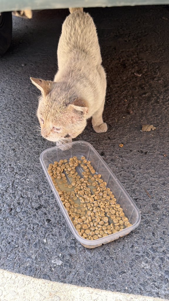Acabo de volver a ver al gatito que anda luego en la calle y ahora lo veo muy deteriorado, no sé cómo ayudarlo porque tengo 5 perros y un michi territorial, alguien en CDMX quisiera darle hogar temporal mientras le encontramos casita??? Yo me hago cargo de los gastos!