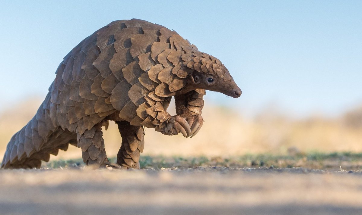 cartoonicus's tweet image. Give me an animal and I'll anthropomorphize it. 
8.) Pangolin
buymeacoffee.com/cartoonicus/ex…
-
Stay TOONED!
#Pangolin #characterdesign