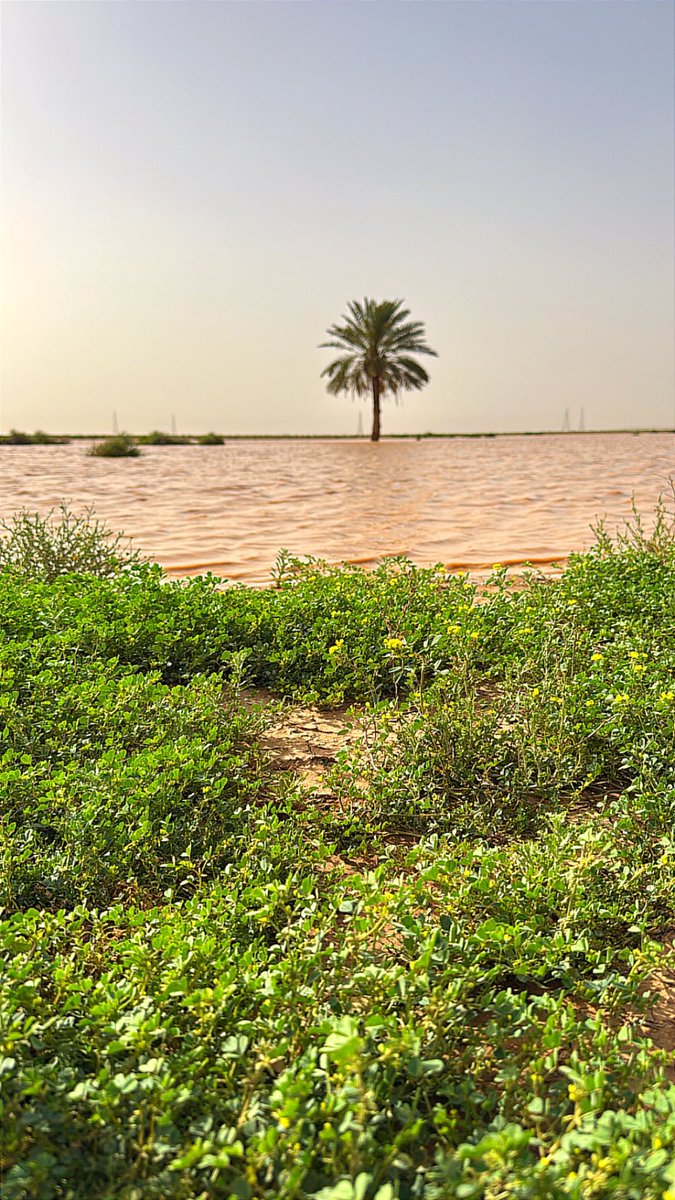 محمد الفرحان tweet media