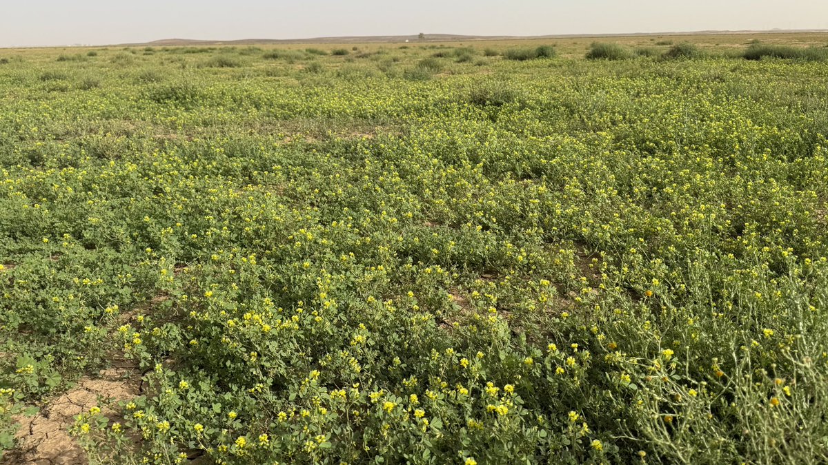 محمد الفرحان tweet media