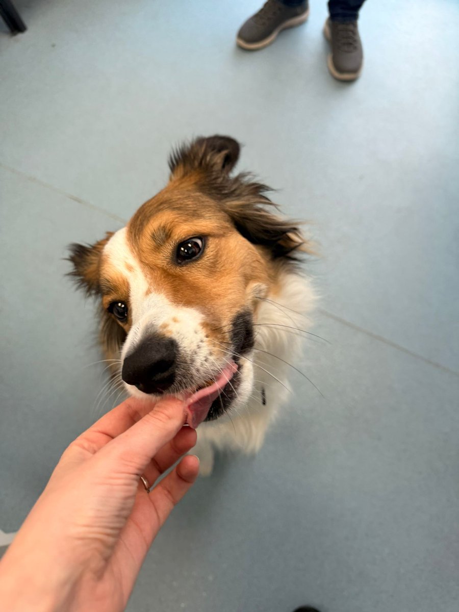 StKittsVets's tweet photo. Beautiful Khora popped in to see vet Maia at our Basingstoke practice. She’s such a gentle girl and an absolute pleasure to see 🥰 https://t.co/0HEBSfQfvB